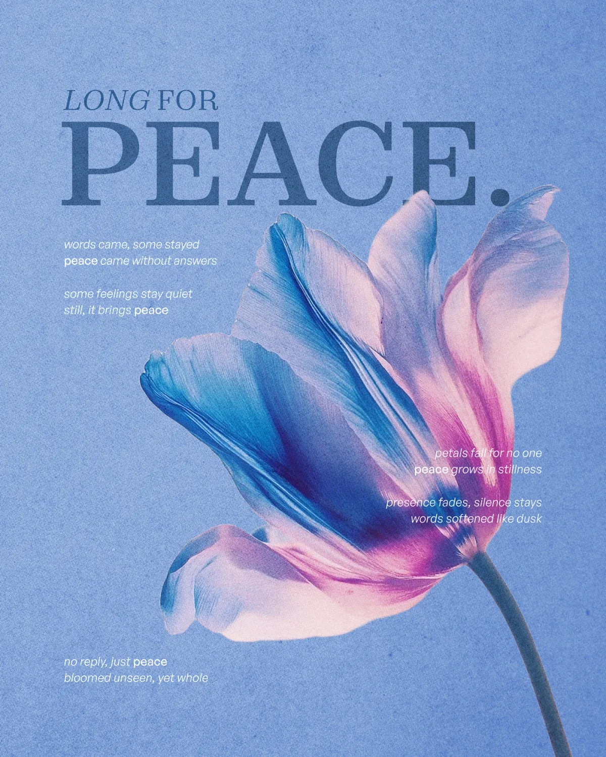 Long For Peace on blue, a tulip opening across the sheet.
